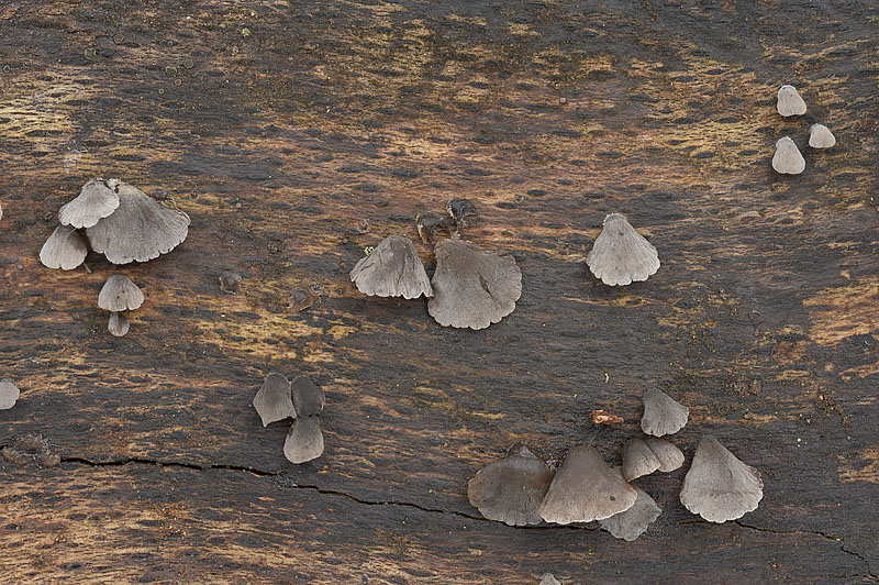 Resupinatus europaeus